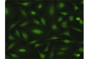 Immunofluorescence of purified MaxPab antibody to MPZL1 on HeLa cell. (MPZL1 抗体  (AA 1-269))