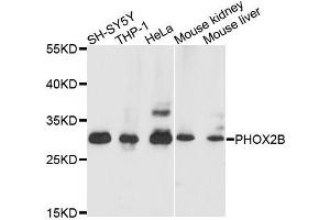 Western blot analysis of extracts of various cell lines, using PHOX2B antibody (ABIN5995873) at 1/1000 dilution. (PHOX2B 抗体)