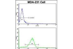 Flow cytometric analysis of MDA-231 cells using DLGAP1 Antibody (N-term)(bottom histogram) compared to a negative control cell (top histogram). (DLGAP1 抗体  (N-Term))