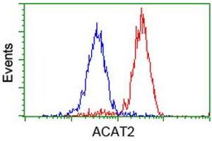 Image no. 10 for anti-Acetyl-CoA Acetyltransferase 2 (ACAT2) antibody (ABIN1496396)