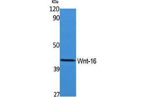 Western Blotting (WB) image for anti-Wingless-Type MMTV Integration Site Family, Member 16 (WNT16) (Internal Region) antibody (ABIN3178137) (WNT16 抗体  (Internal Region))