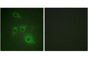 Immunofluorescence (IF) image for anti-Heat Shock Protein 90kDa alpha (Cytosolic), Class B Member 1 (HSP90AB1) (AA 201-250) antibody (ABIN2888928) (HSP90AB1 抗体  (AA 201-250))