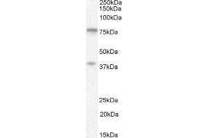 (ABIN302168) (1 μg/mL) staining of Human Cerebellum lysate (35 μg protein in RIPA buffer). (ZRANB1 抗体  (C-Term))