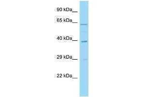 WB Suggested Anti-IRF1 Antibody Titration: 1. (IRF1 抗体  (C-Term))