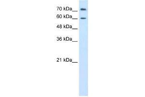 WB Suggested Anti-PRODH2 Antibody Titration:  0. (PRODH2 抗体  (C-Term))