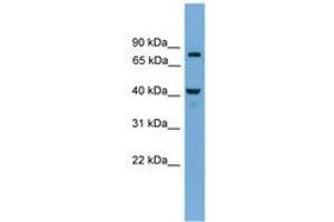 Image no. 1 for anti-Family with Sequence Similarity 105, Member A (FAM105A) (AA 71-120) antibody (ABIN6744861) (FAM105A 抗体  (AA 71-120))