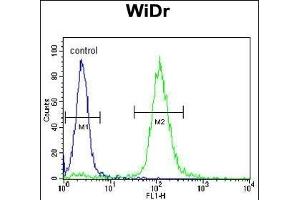 TrkA Antibody f flow cytometric analysis of WiDr cells (right histogram) compared to a negative control cell (left histogram). (TRKA 抗体)