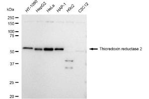 Western blotting analysis using Thioredoxin reductase 2 antibody (ABIN7800545). (Recombinant TXNRD2 抗体)
