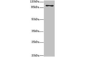 MTHFD1L antibody  (AA 759-978)