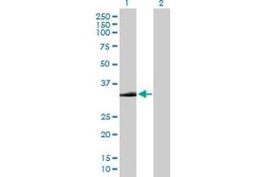 Western Blot analysis of STX2 expression in transfected 293T cell line by STX2 MaxPab polyclonal antibody. (STX2 抗体  (AA 1-287))