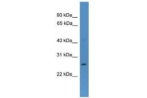 WB Suggested Anti-CDX1 Antibody Titration:  0. (CDX1 抗体  (N-Term))