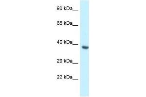 Western Blot showing BCL2L12 antibody used at a concentration of 1 ug/ml against Fetal Heart Lysate