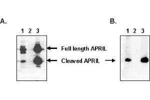Detection of endogenous human APRIL with MAb to APRIL (human) (Aprily-5) . (TNFSF13 抗体  (AA 93-233))