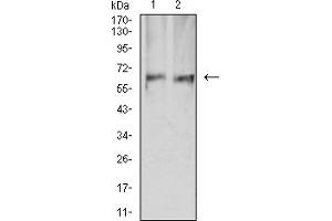 Western Blotting (WB) image for anti-Protein Kinase, AMP-Activated, alpha 2 Catalytic Subunit (PRKAA2) (AA 453-552) antibody (ABIN5611223)