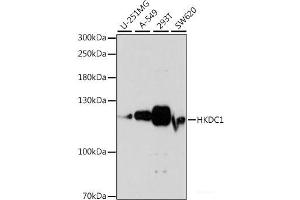Western blot analysis of extracts of various cell lines using HKDC1 Polyclonal Antibody at dilution of 1:1000. (HKDC1 抗体)