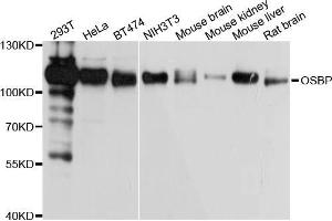Western blot analysis of extracts of various cell lines, using OSBP antibody (ABIN5972171) at 1/1000 dilution. (OSBP 抗体)