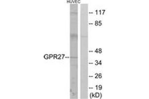 Western blot analysis of extracts from HuvEc cells, using GPR27 Antibody.