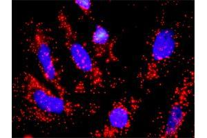 Proximity Ligation Assay (PLA) image for anti-Cell Division Cycle 6 Homolog (S. Cerevisiae) (CDC6) (AA 1-560) antibody (ABIN514244)