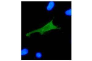 Immunofluorescence (IF) image for anti-Human Papilloma Virus 18 E7 (HPV-18 E7) (AA 36-70) antibody (ABIN781778) (HPV18 E7 抗体  (AA 36-70))
