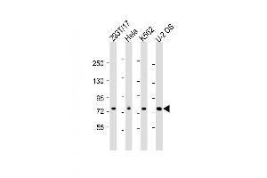 Western Blot at 1:2000 dilution Lane 1: 293T/17 whole cell lysate Lane 2: Hela whole cell lysate Lane 3: K562 whole cell lysate Lane 4: U-2 OS whole cell lysate Lysates/proteins at 20 ug per lane. (NDC80 抗体  (AA 508-539))