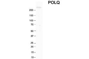 Host:  Rabbit  Target Name:  POLQ  Sample Tissue:  Human Thyroid  Antibody Dilution:  1. (POLQ 抗体  (C-Term))