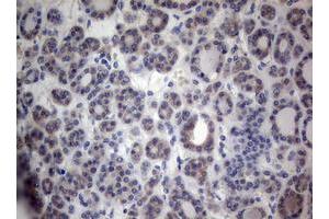 Image no. 2 for anti-Paternally Expressed 3 (PEG3) (AA 1-364) antibody (ABIN1490765) (PEG3 抗体  (AA 1-364))