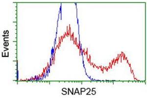HEK293T cells transfected with either RC202068 overexpress plasmid (Red) or empty vector control plasmid (Blue) were immunostained by anti-SNAP25 antibody (ABIN2454626), and then analyzed by flow cytometry. (SNAP25 抗体)