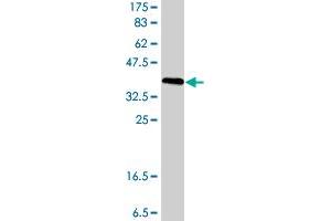 Western Blot detection against Immunogen (40. (FABP4 抗体  (AA 1-132))