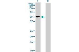 Western Blotting (WB) image for anti-KH Domain Containing, RNA Binding, Signal Transduction Associated 3 (KHDRBS3) (AA 1-346) antibody (ABIN1327538)