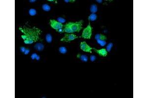 Image no. 3 for anti-SUMO1/sentrin/SMT3 Specific Peptidase 2 (SENP2) (AA 139-523) antibody (ABIN1490924) (SENP2 抗体  (AA 139-523))