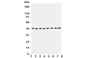 Western blot testing of PGK1 antbody (PGK1 抗体  (Middle Region))