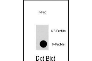Dot blot analysis of anti-FRp Phospho-specific Pab (Cat. (MTOR 抗体  (pThr2446))