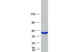 Validation with Western Blot