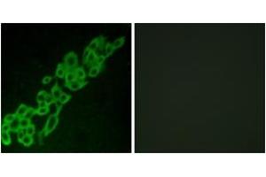 Immunofluorescence analysis of A549 cells, using GPR32 Antibody.