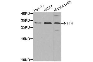 Western blot analysis of extracts of various cell lines, using NTF4 antibody. (Neurotrophin 4 抗体)