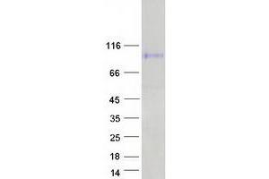 Western Blotting (WB) image for Myelin Associated Glycoprotein (MAG) (Transcript Variant 1) protein (Myc-DYKDDDDK Tag) (ABIN2726643)