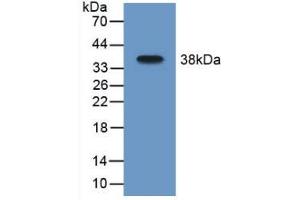 Western blot analysis of recombinant Mouse MAOB. (Monoamine Oxidase B 抗体  (AA 206-505))