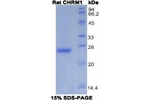 SDS-PAGE analysis of Rat CHRM1 Protein. (CHRM1 蛋白)