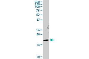 GEMIN6 MaxPab polyclonal antibody. (GEMIN6 抗体  (AA 1-167))
