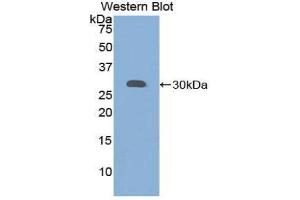 Western Blotting (WB) image for anti-Granulin (GRN) (AA 361-585) antibody (ABIN1859075) (Granulin 抗体  (AA 361-585))