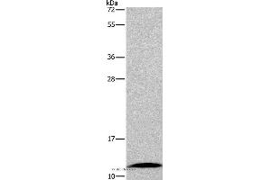 Western blot analysis of Mouse small intestine tissue, using FABP6 Polyclonal Antibody at dilution of 1:550 (FABP6 抗体)