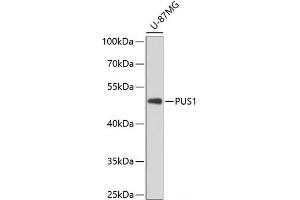 Western blot analysis of extracts of U-87MG cells using PUS1 Polyclonal Antibody at dilution of 1:3000. (PUS1 抗体)