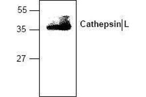 Image no. 1 for anti-Cathepsin L1 (CTSL1) antibody (ABIN127049) (Cathepsin L 抗体)