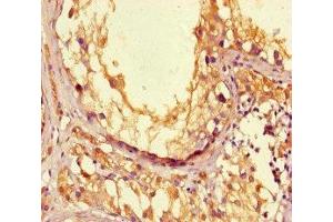 Immunohistochemistry of paraffin-embedded human testis tissue using ABIN7166656 at dilution of 1:100 (LPAL2 抗体  (AA 52-124))