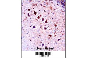 Mouse Ntrk3 Antibody immunohistochemistry analysis in formalin fixed and paraffin embedded mouse brain tissue followed by peroxidase conjugation of the secondary antibody and DAB staining.