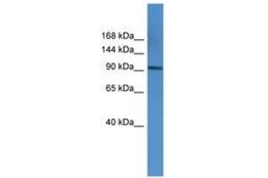 Image no. 1 for anti-Adaptor-Related Protein Complex 2, alpha 1 Subunit (AP2A1) (AA 612-661) antibody (ABIN6746729)