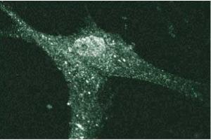 Immunofluorescent staining of Human Fibroblasts with anti-Cadherin-5 antibody. (Cadherin 5 抗体  (AA 26-194))