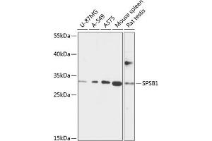 Western blot analysis of extracts of various cell lines, using SPSB1 antibody (ABIN6133095, ABIN6148398, ABIN6148400 and ABIN6218046) at 1:1000 dilution.