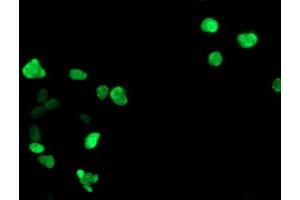 Immunofluorescence (IF) image for anti-General Transcription Factor IIF, Polypeptide 1, 74kDa (GTF2F1) antibody (ABIN1500596) (GTF2F1 抗体)