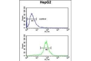 LDHD Antibody (N-term) (ABIN651920 and ABIN2840455) flow cytometric analysis of HepG2 cells (bottom histogram) compared to a negative control cell (top histogram). (LDHD 抗体  (N-Term))